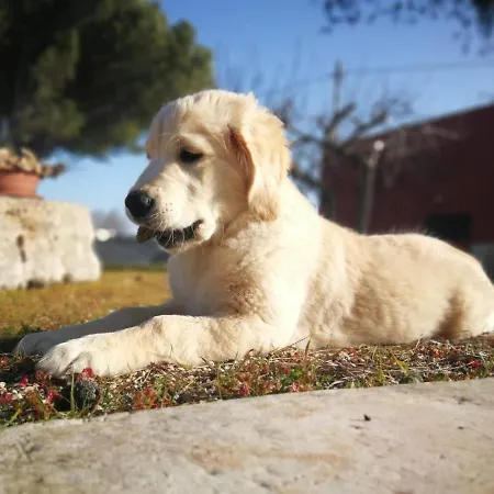 Loggia Dei Lezzi Bed and Breakfast